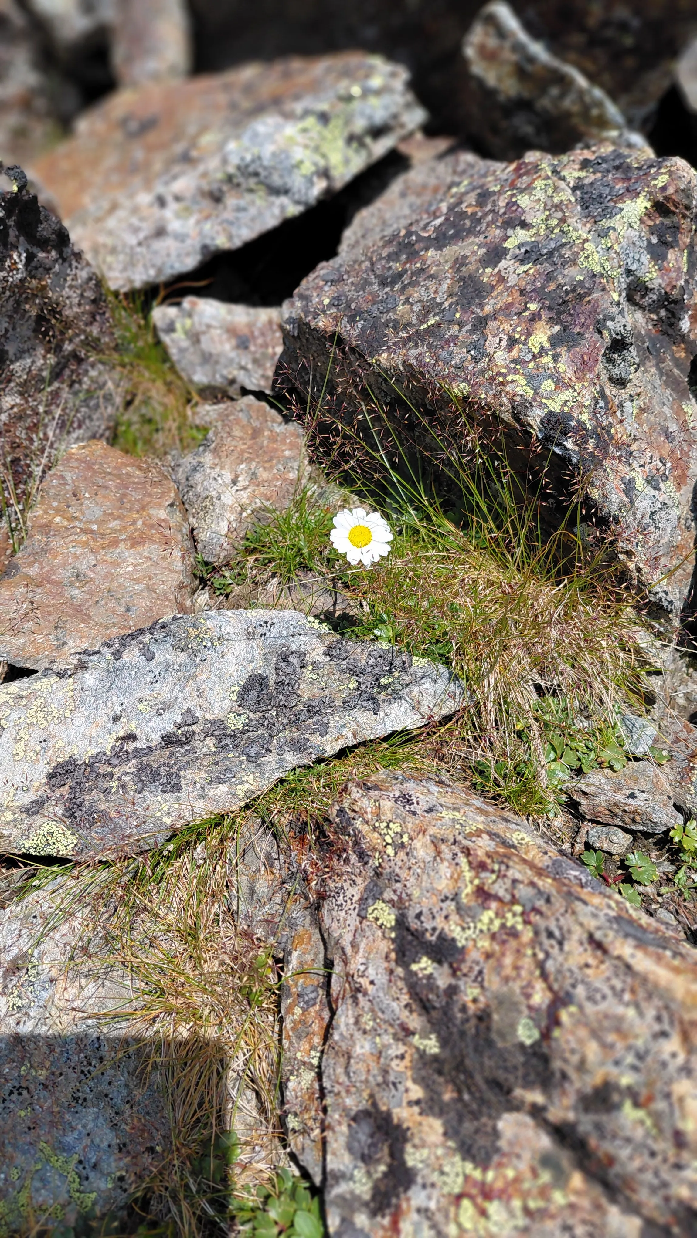 Bergblume